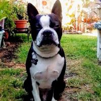 First & Bullard (O) Dog Park ico