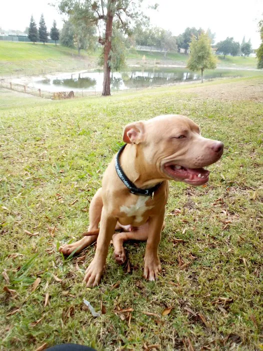 First & Bullard (O) Dog Park 5
