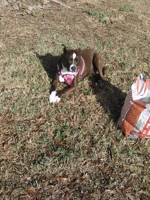 First & Bullard (O) Dog Park 10
