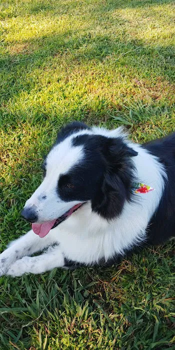 Basin AH1 Dog Park 1