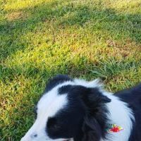 Basin AH1 Dog Park ico