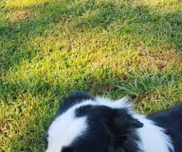 Basin AH1 Dog Park
