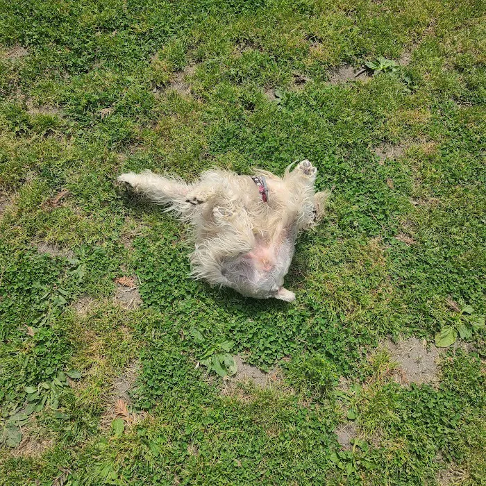 Basin AH1 Dog Park 9