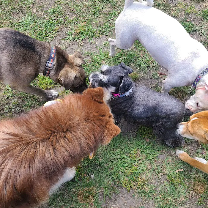 Basin AH1 Dog Park 8