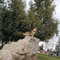 Sierra Bicentennial Dog Park ico