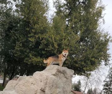 Sierra Bicentennial Dog Park