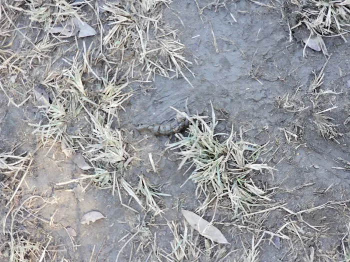 Sierra Bicentennial Dog Park 7