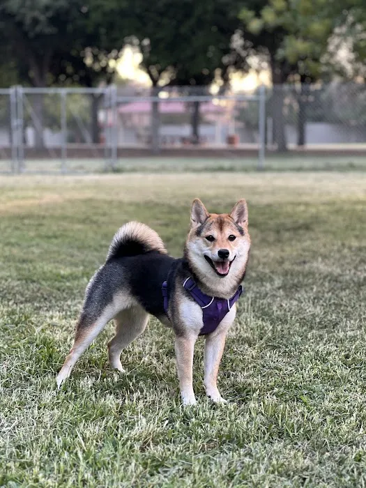 Sierra Bicentennial Dog Park 9