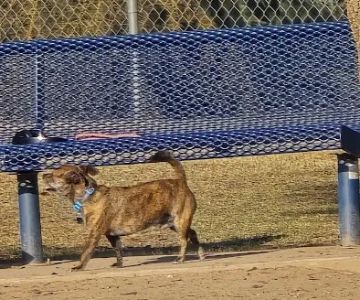 Woodward Dog Park