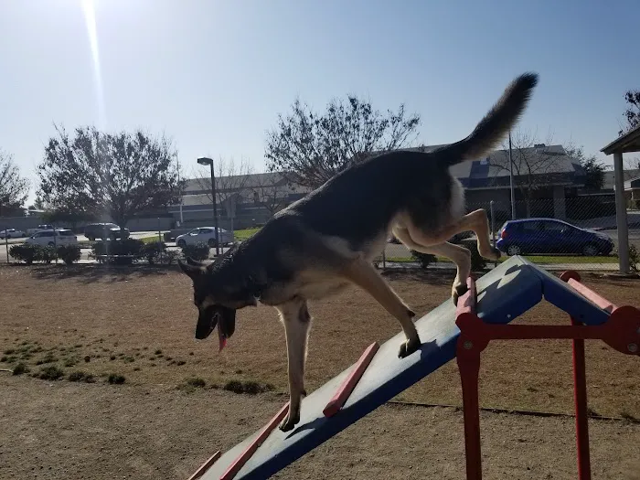 Todd Beamer Dog Park 5