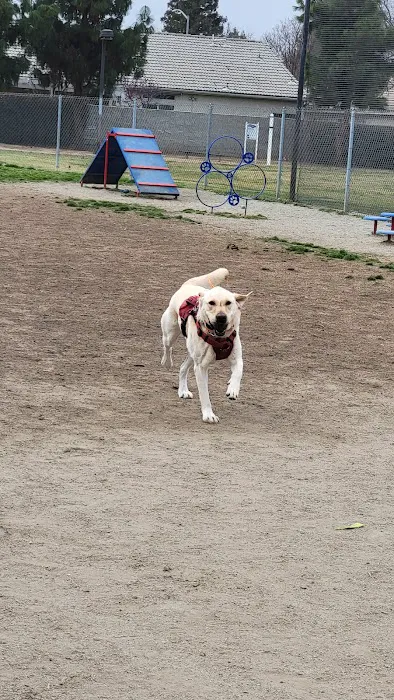 Todd Beamer Dog Park 9