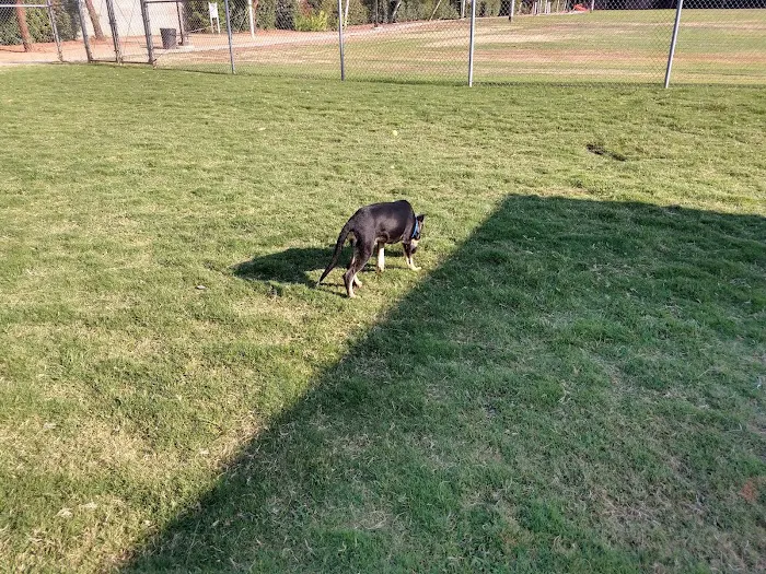 Todd Beamer Dog Park 7