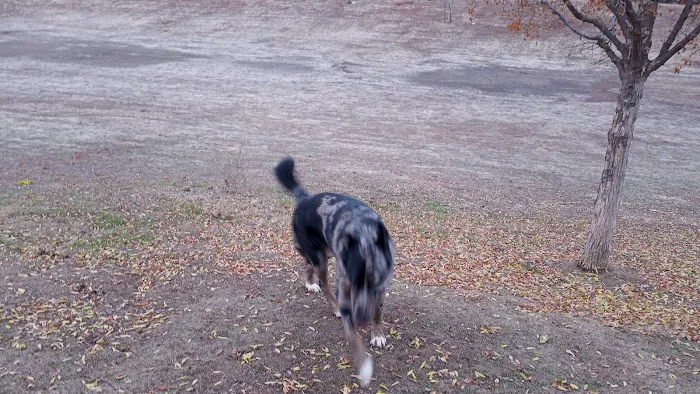 Kingsburg Dog Park 10