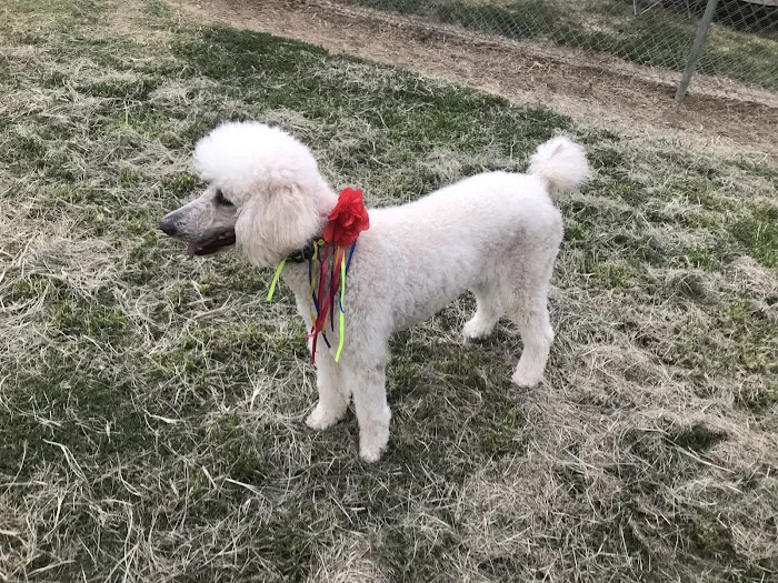 Cody Kelly Dog Bark Park 9