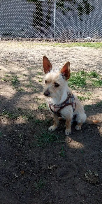 Cody Kelly Dog Bark Park 6