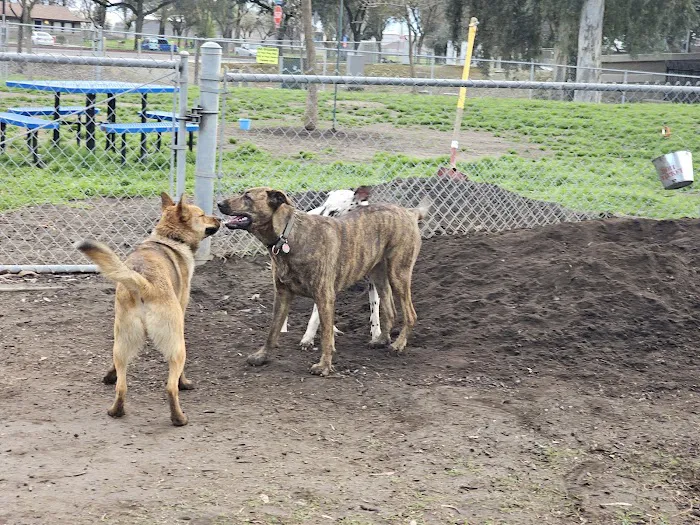 Cody Kelly Dog Bark Park 4