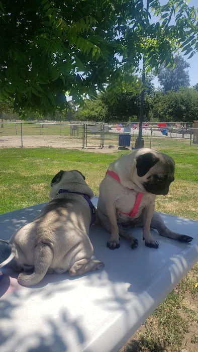 Cody Kelly Dog Bark Park 2