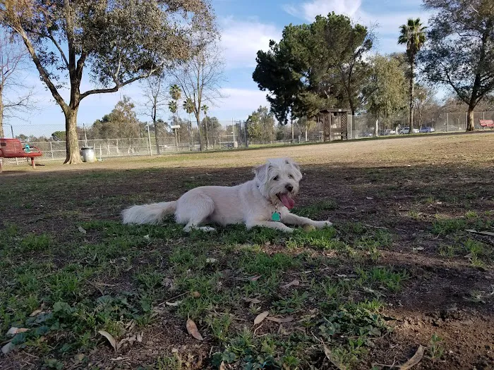 Cody Kelly Dog Bark Park 5