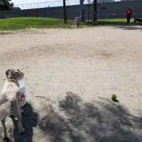 Cody Kelly Dog Bark Park ico