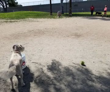 Cody Kelly Dog Bark Park