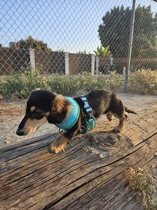 Cody Kelly Dog Bark Park 10