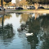 Plaza Park Bark Park ico