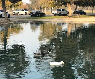 Plaza Park Bark Park