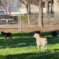 Seven Oaks Dog Park ico