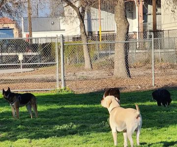 Seven Oaks Dog Park