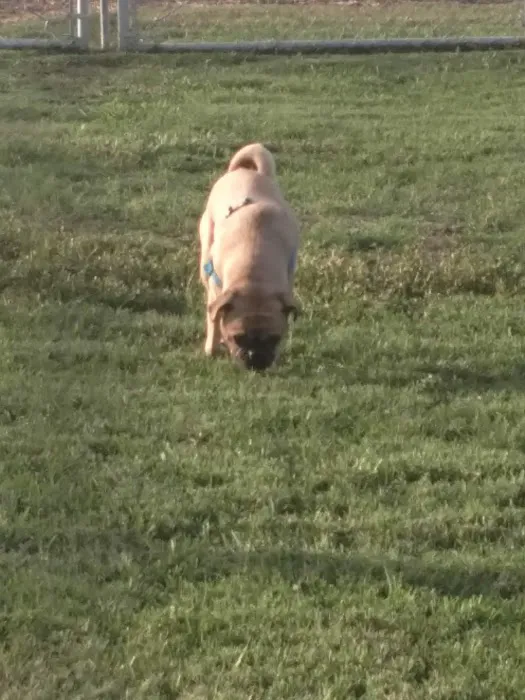 Exeter Bark Park 9