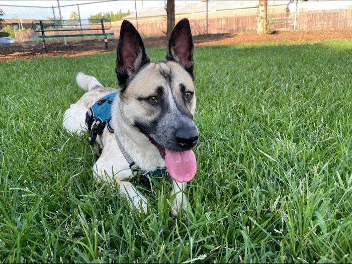 Exeter Bark Park 10