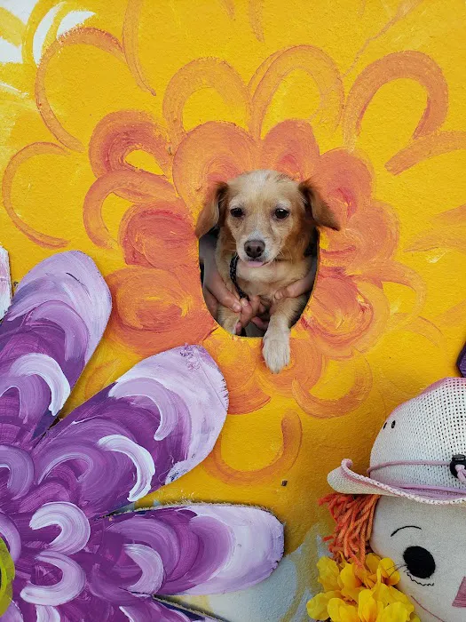 Exeter Bark Park 4