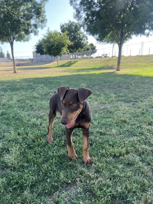 Porterville Dog Park 1