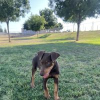 Porterville Dog Park ico