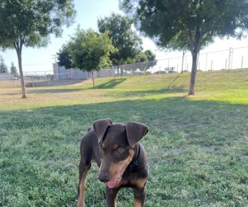 Porterville Dog Park