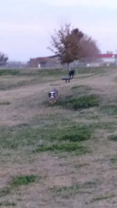 Porterville Dog Park 5