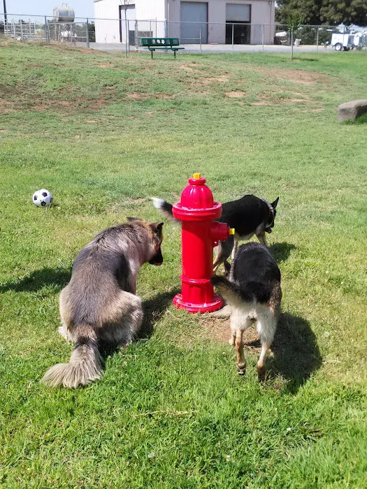 Porterville Dog Park 6