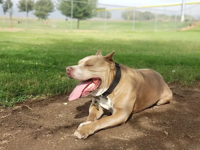 Porterville Dog Park 3