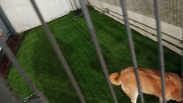 Dog Relief Area 1