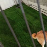 Dog Relief Area ico