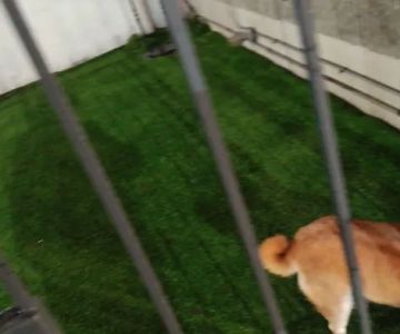 Dog Relief Area