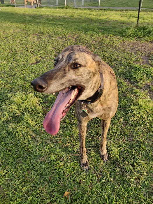 Gretna Dog Park 6