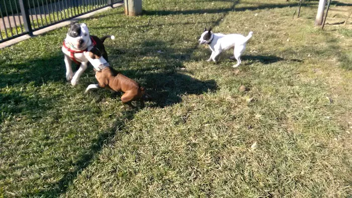 Wisner Dog Park 5