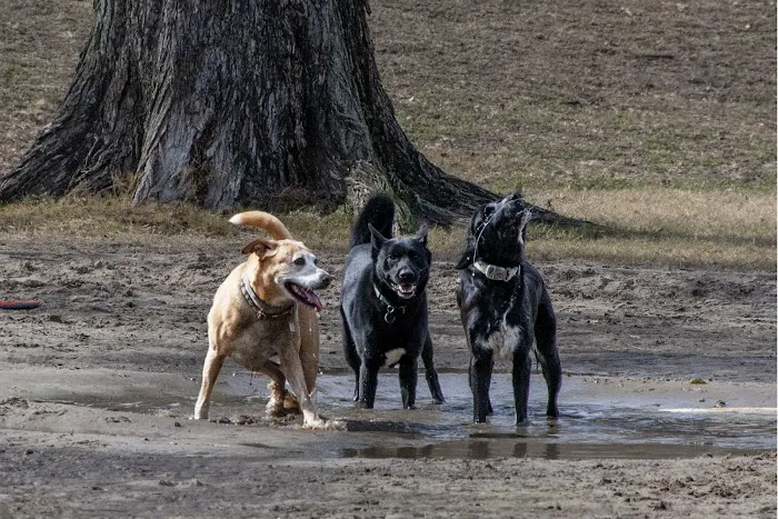 NOLA City Bark 3