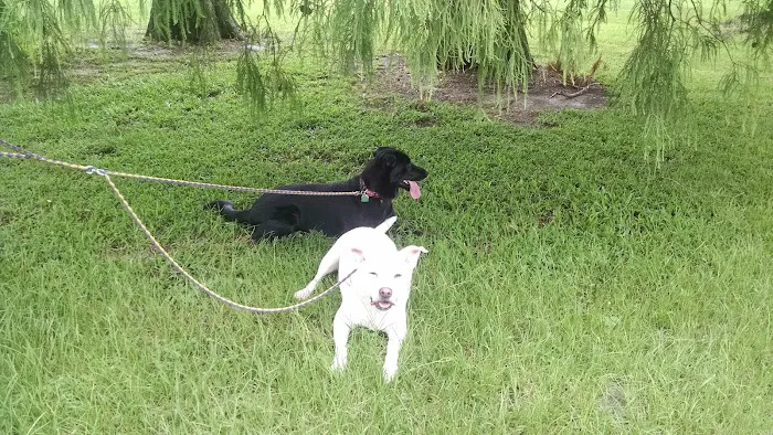 NOLA City Bark 7