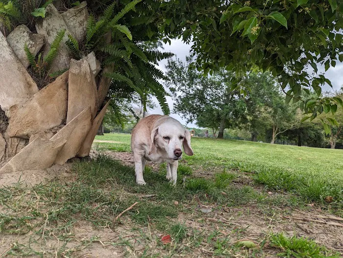 NOLA City Bark 10
