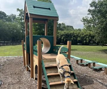NOLA City Bark
