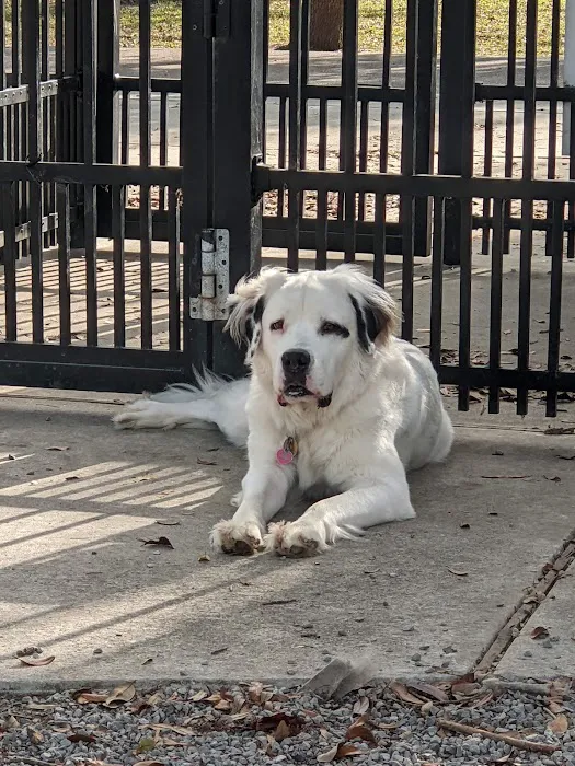 Pontiff Park Dog Park 4