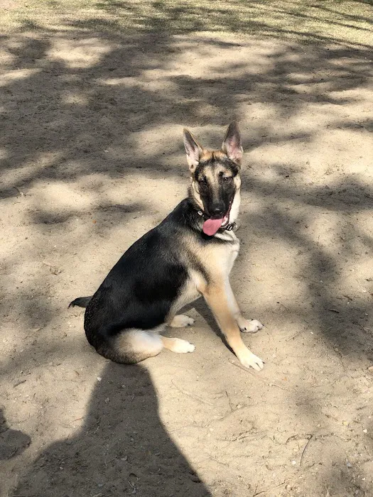 Pontiff Park Dog Park 10