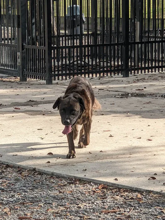 Pontiff Park Dog Park 5